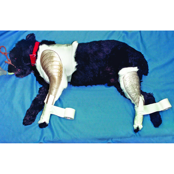 SPLINT QUICK REAR LG RT MD J0119RR - First Veterinary Supply