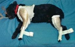 SPLINT QUICK REAR LEG/TARSL J0119Q