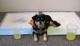 KENNEL PADS 23" X 36" J1082